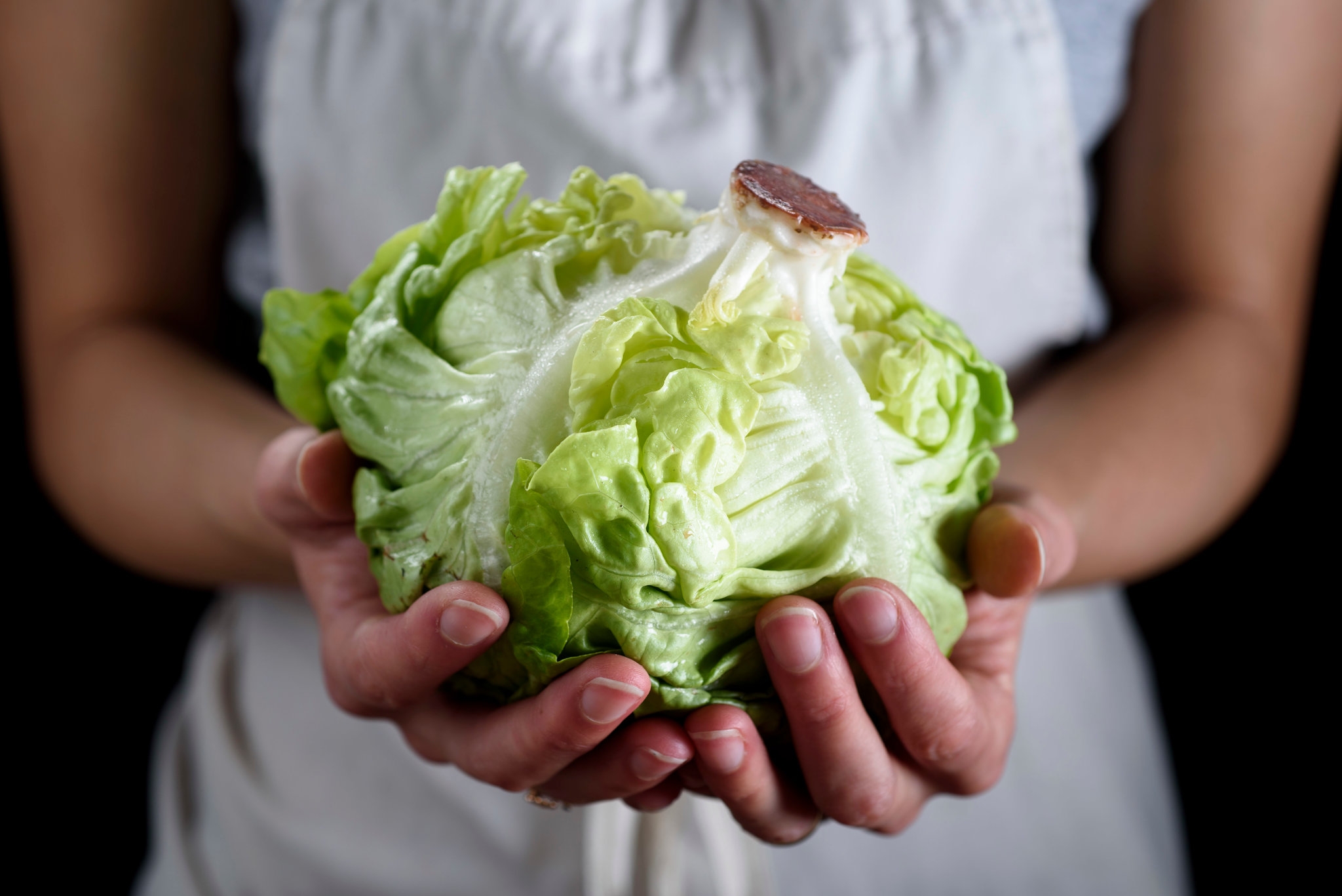 Head Of Lettuce The New York Times