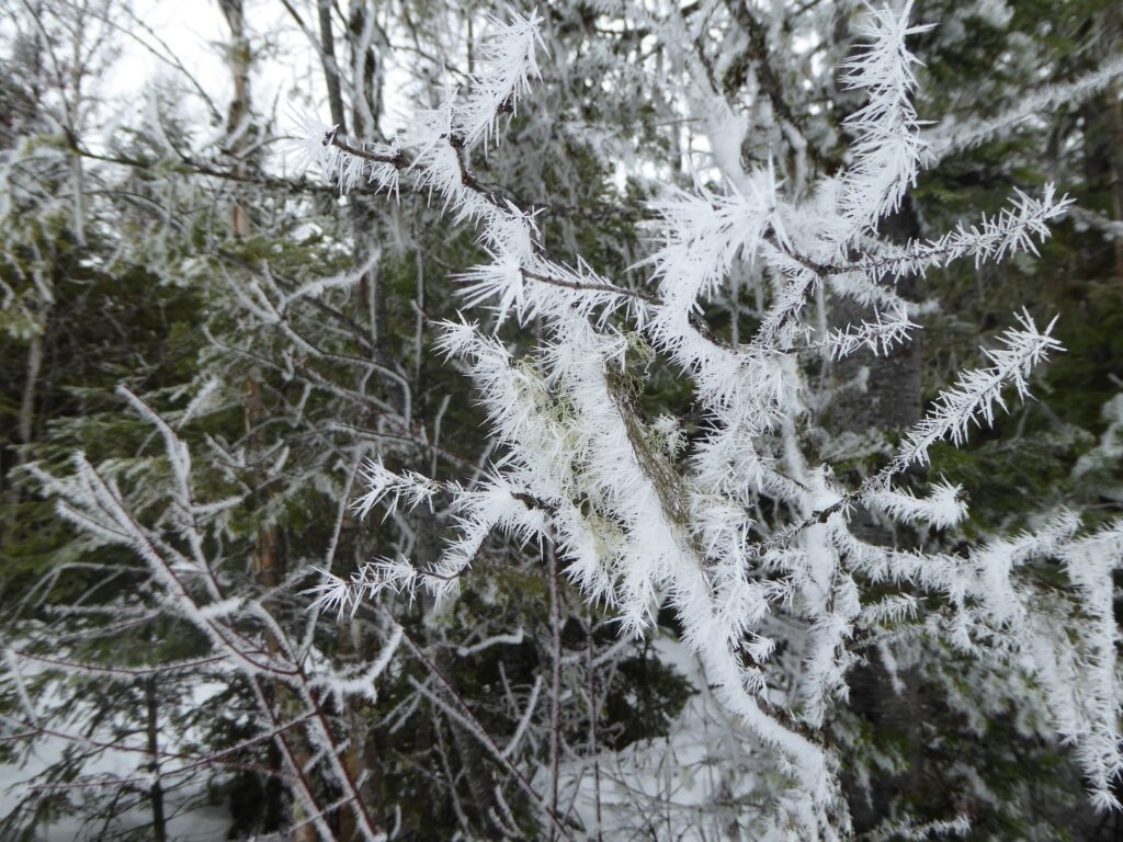 Hoar Frost Or Rime Ice Or Something Else West Valley Naturalists