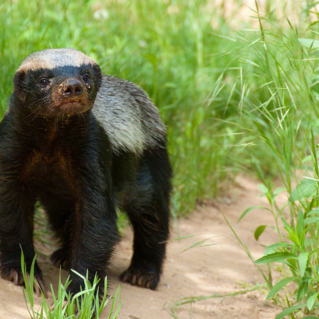 Honey Badgers Adorable But Fierce Little Mammals Live Science Honey Badgers Adorable But Fierce Little Mammals Live Science