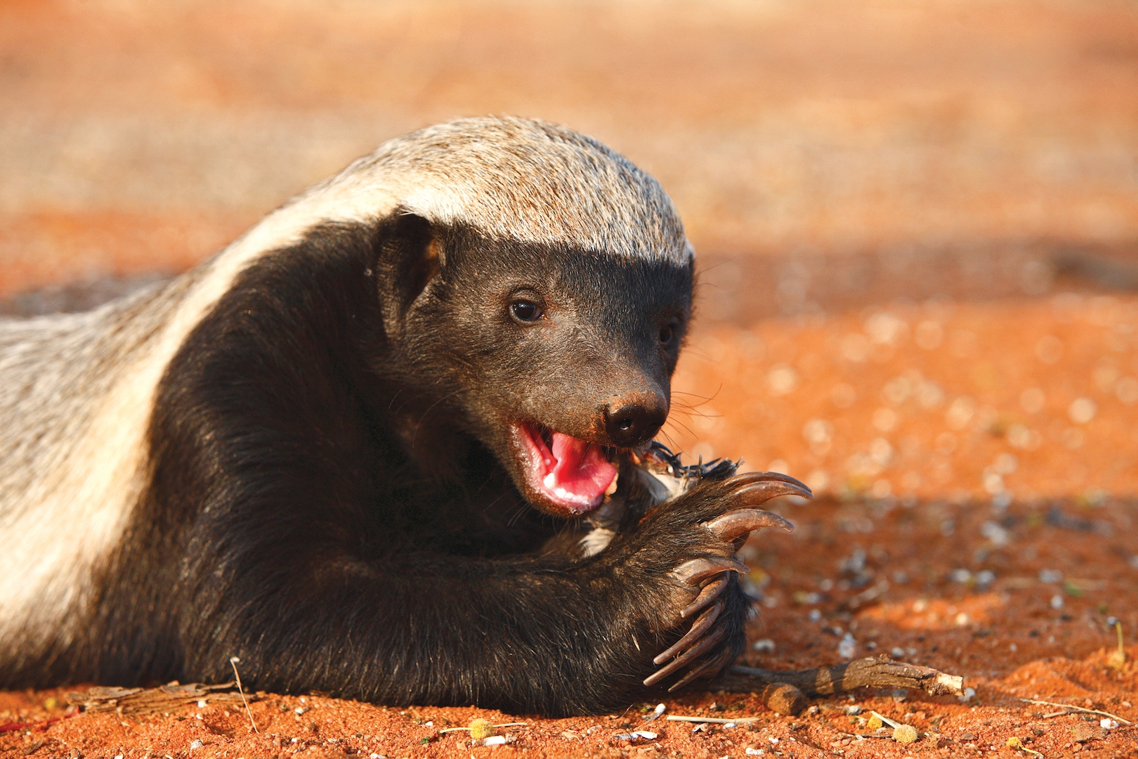Honey Badgers Adorable But Fierce Little Mammals Live Science Honey Badgers Adorable But Fierce Little Mammals Live Science