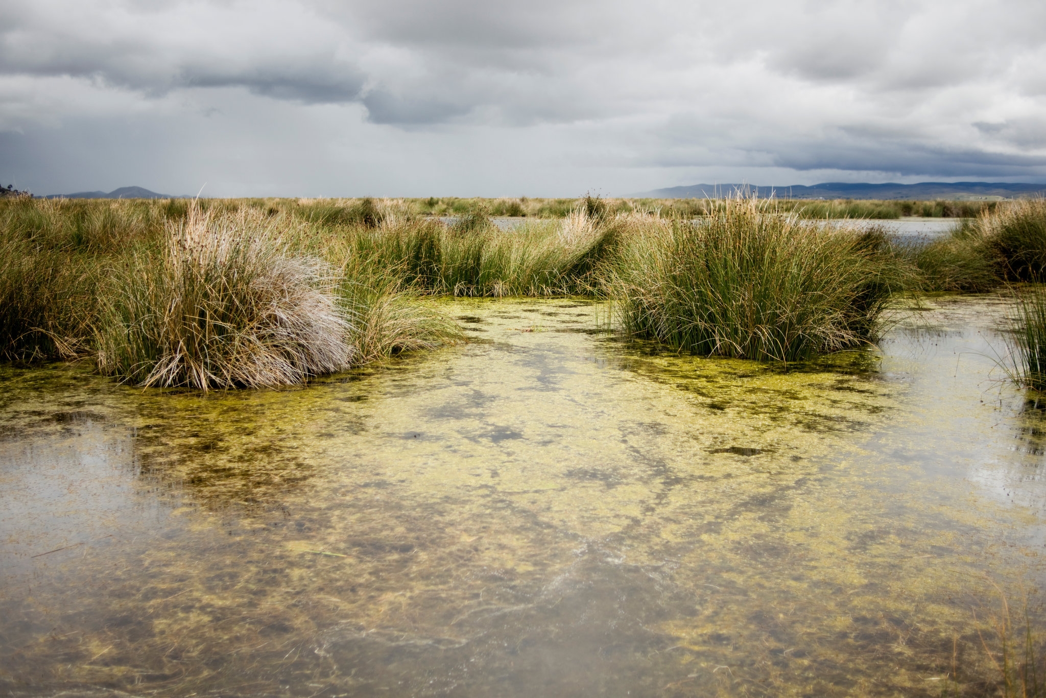 How Did Plants Conquer Land These Humble Algae Hold Clues The New York Times