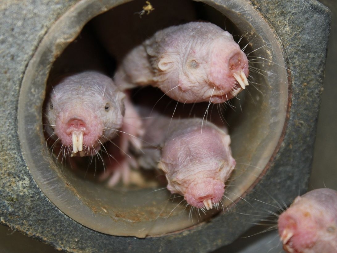 How Naked Mole Rats Can Survive Without Oxygen For 18 Minutes Live Science