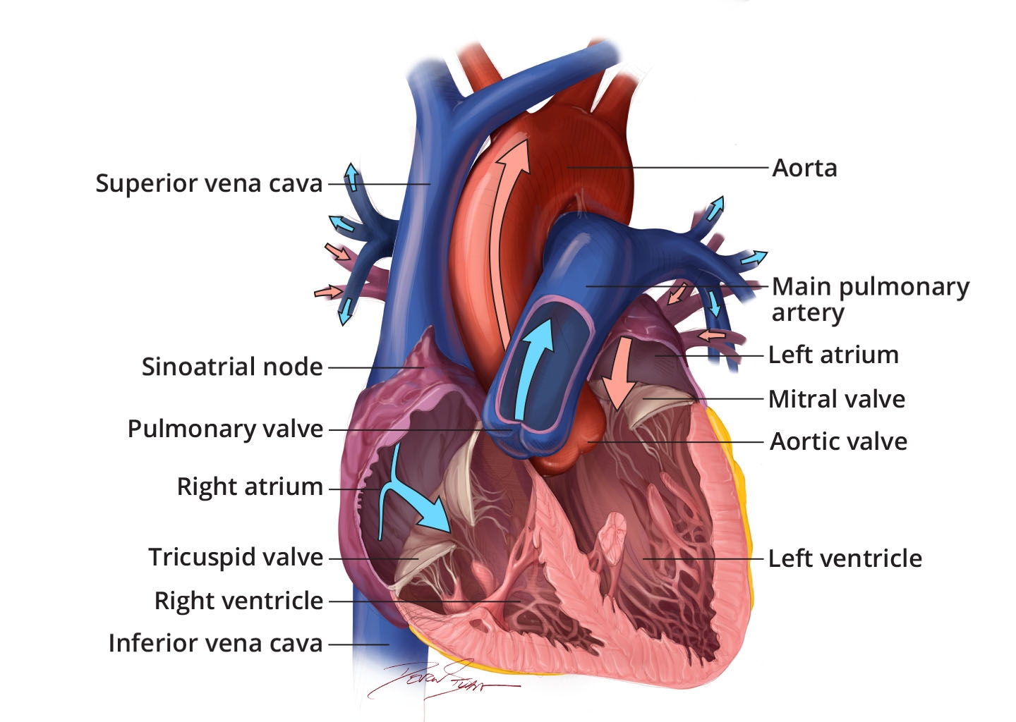 How The Heart Works What The Heart Looks Like NHLBI NIH How The Heart Works What The Heart Looks Like NHLBI NIH