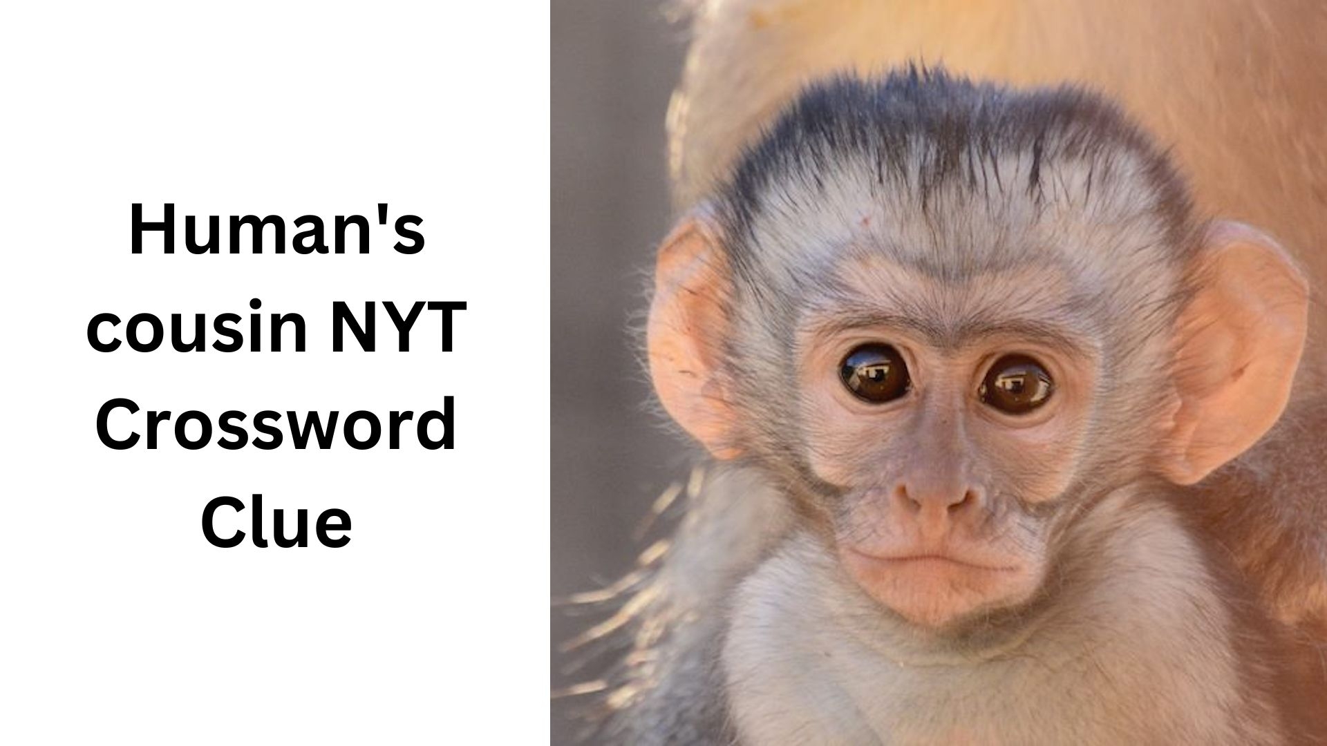 Human 39 s Cousin NYT Crossword Clue October 17 2024