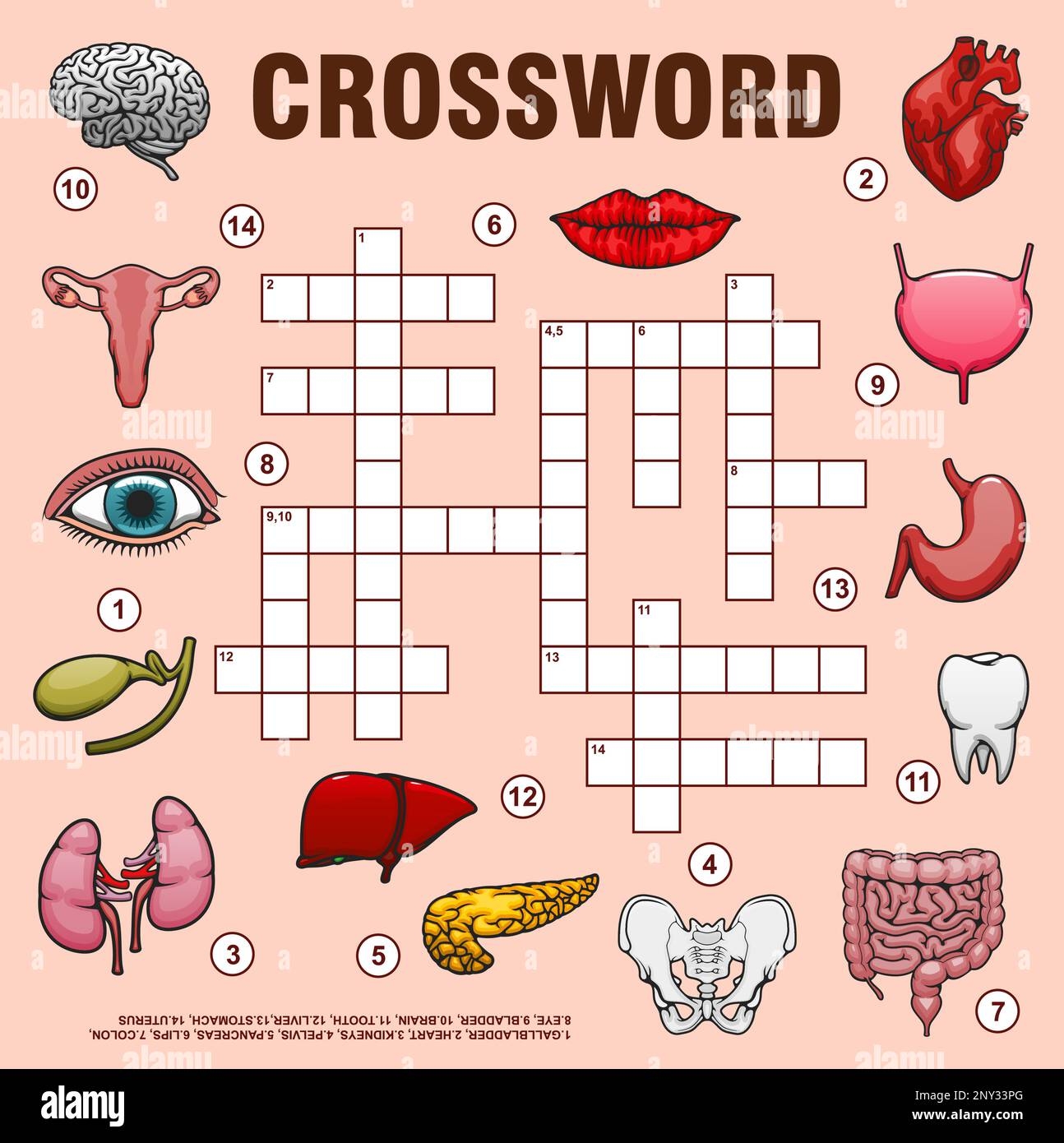 pelvis bones crossword pelvis bones crossword