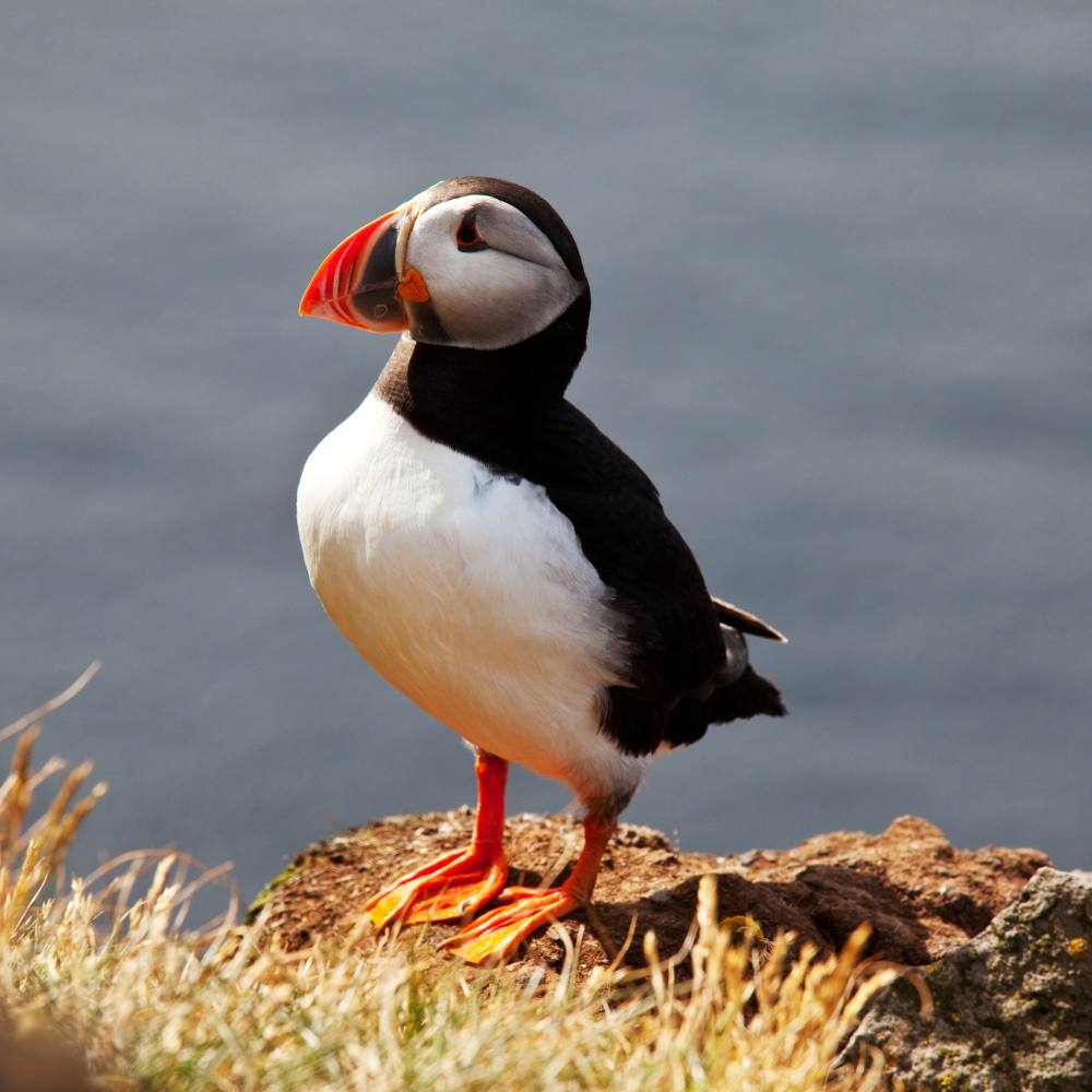 Identify The Top Seaside Birds Coastal Guide Identify The Top Seaside Birds Coastal Guide