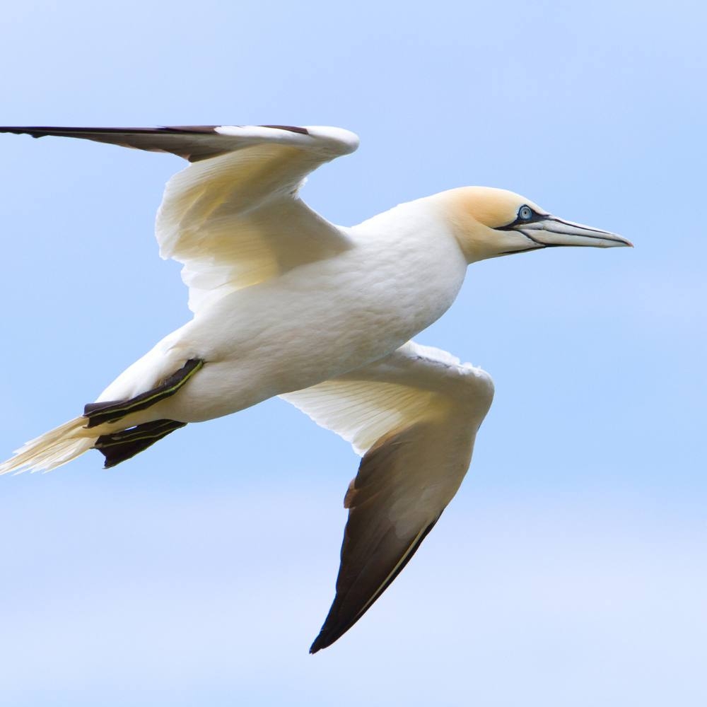 Identify The Top Seaside Birds Coastal Guide Identify The Top Seaside Birds Coastal Guide