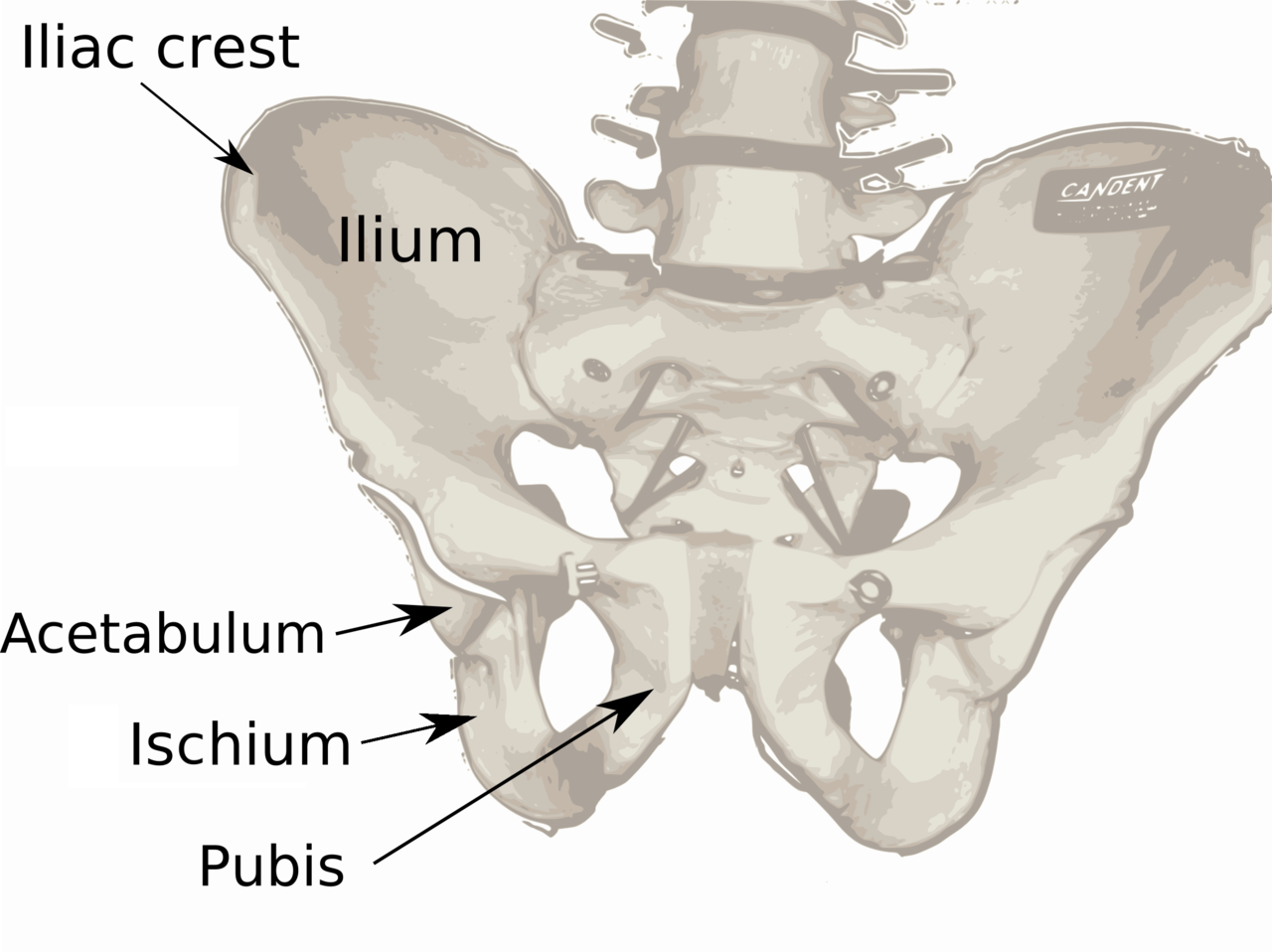 Ilium bone Wikipedia