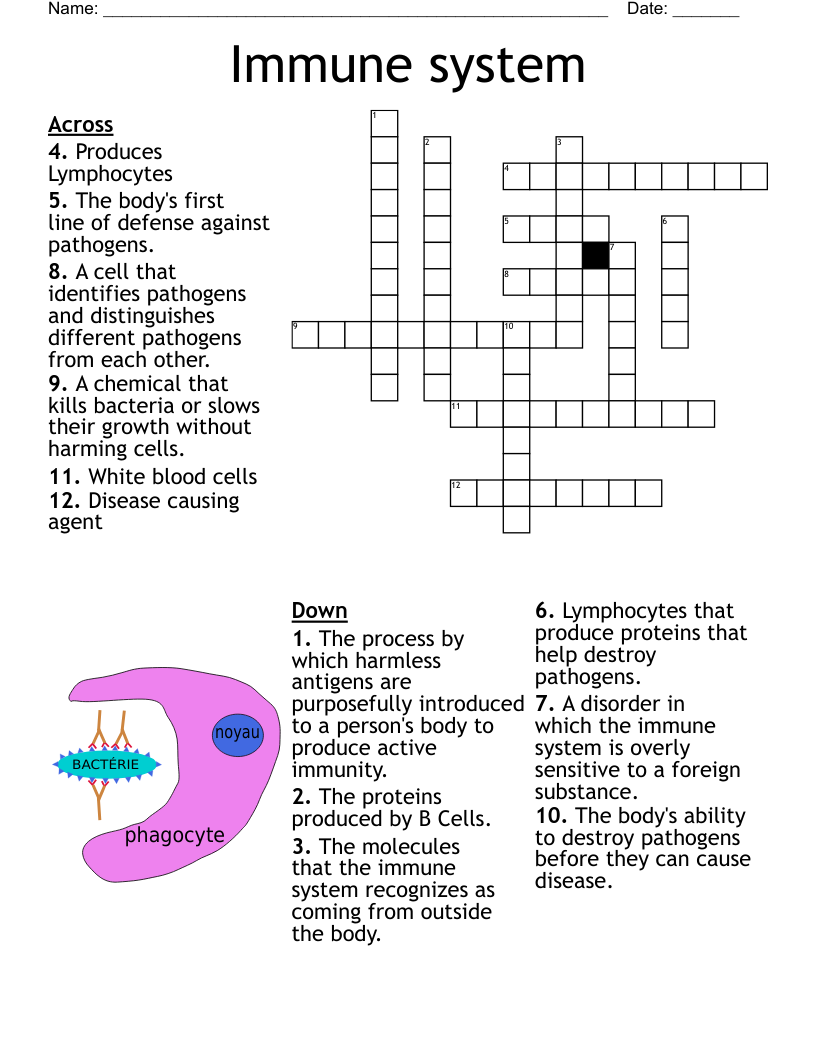 Immune System Crossword WordMint