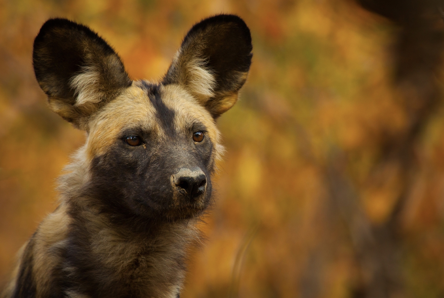 In Photos The Colorful Painted Wolves Of Zimbabwe Live Science