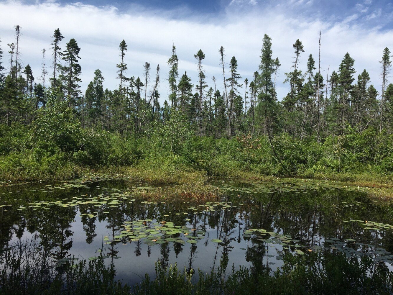 In The Field With Emma Boundary Hunting Kennebec Estuary Land Trust