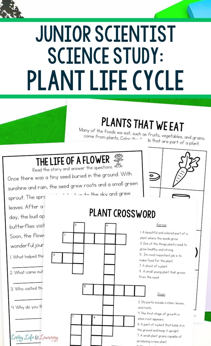 Junior Scientist Science Study Plant Life Cycle Junior Scientist Science Study Plant Life Cycle