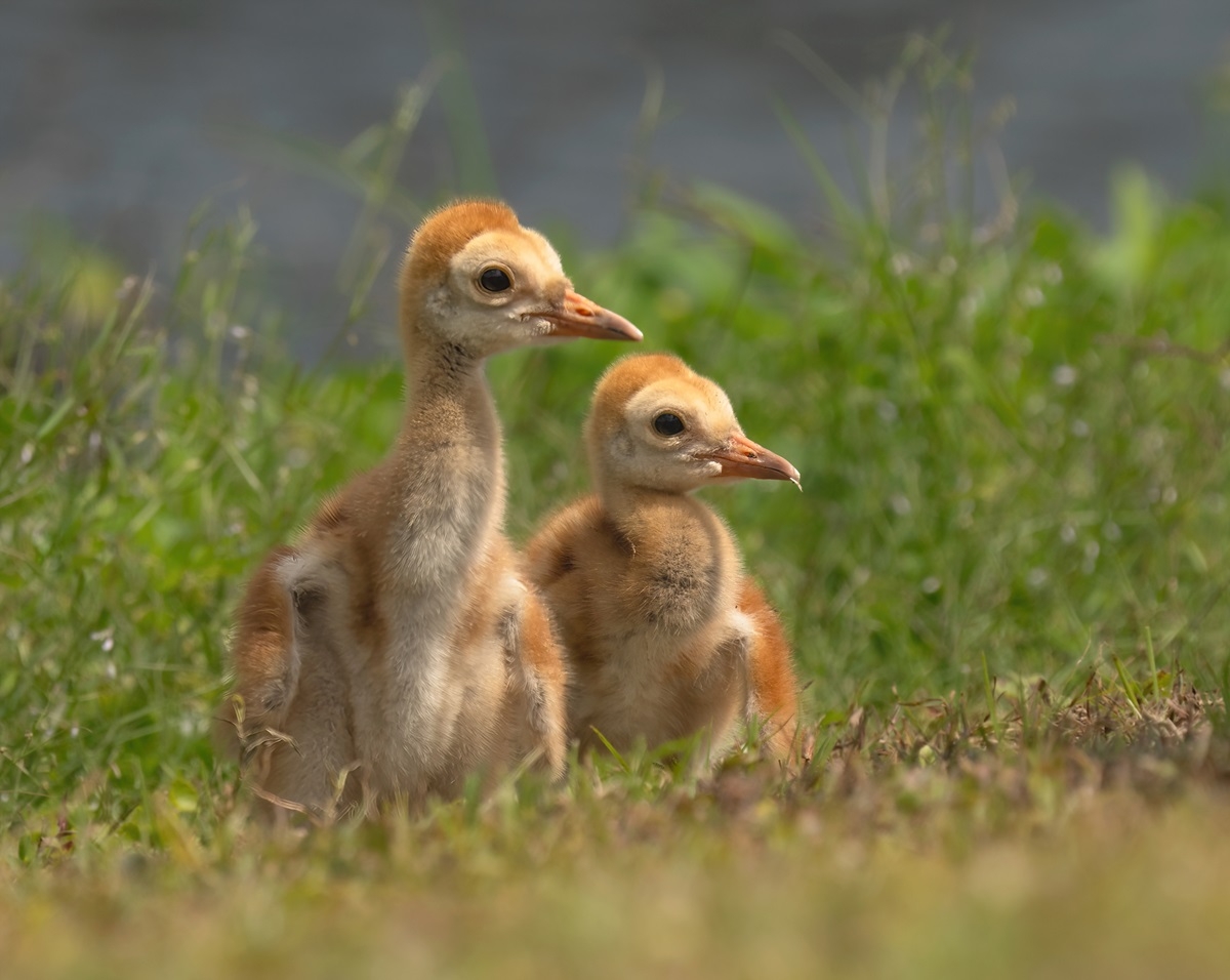 Kid s Corner Baby Bird Crossword Puzzle Bird Town Pennsylvania