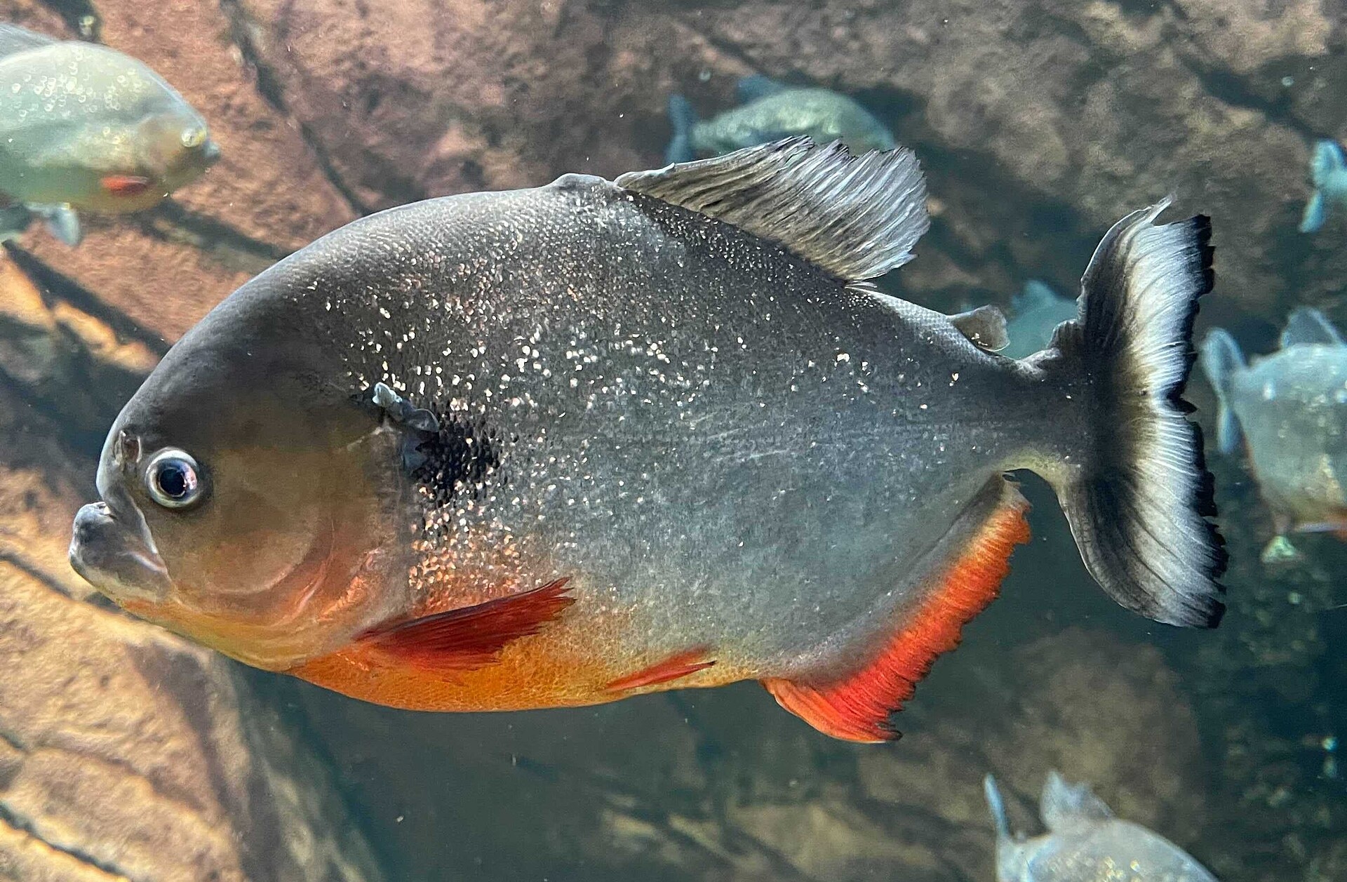 orinoco biter crossword clue