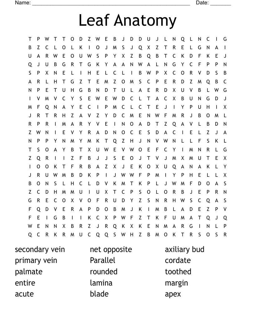 Leaf Anatomy Word Search WordMint