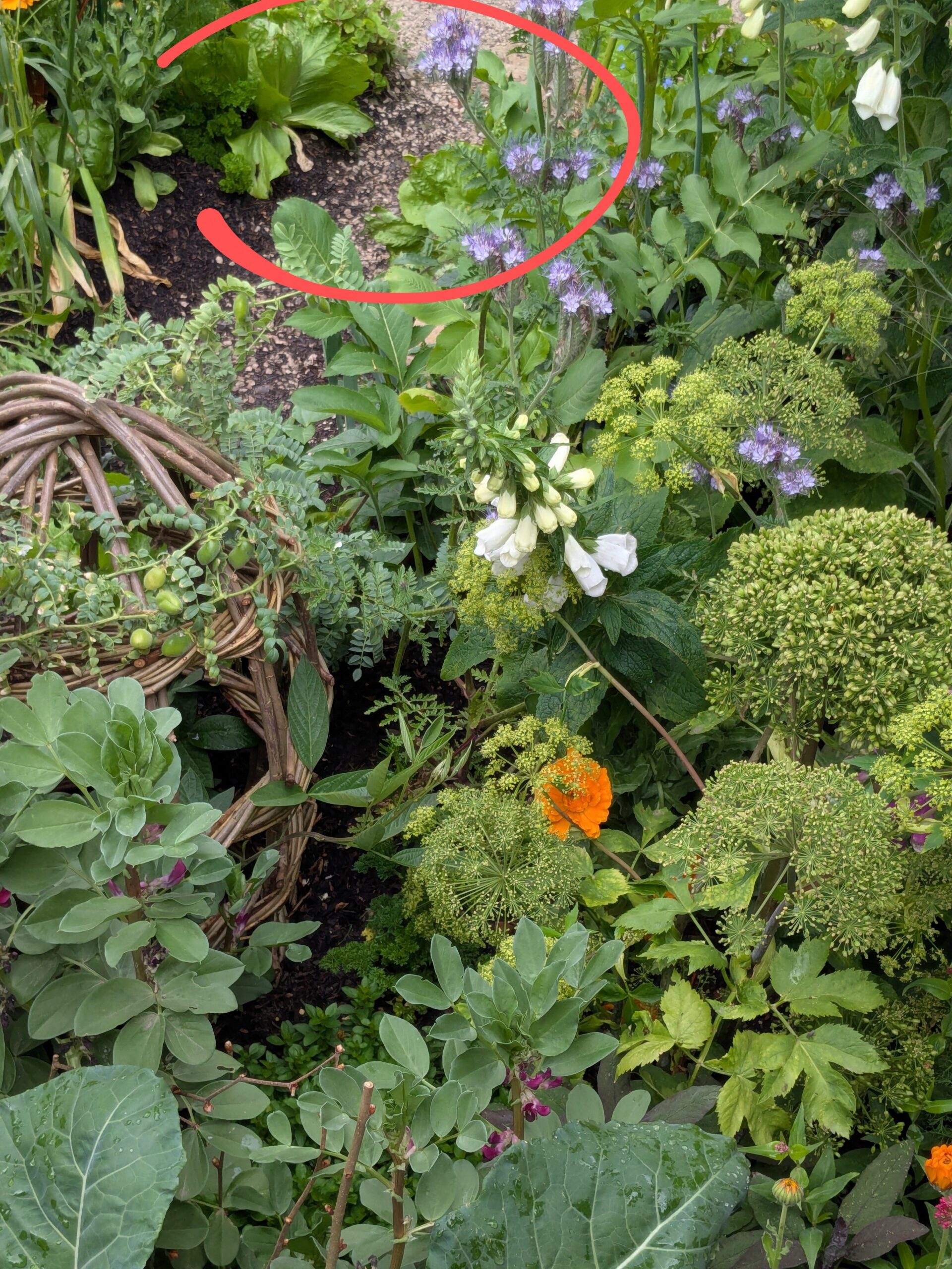 salad plant crossword clue