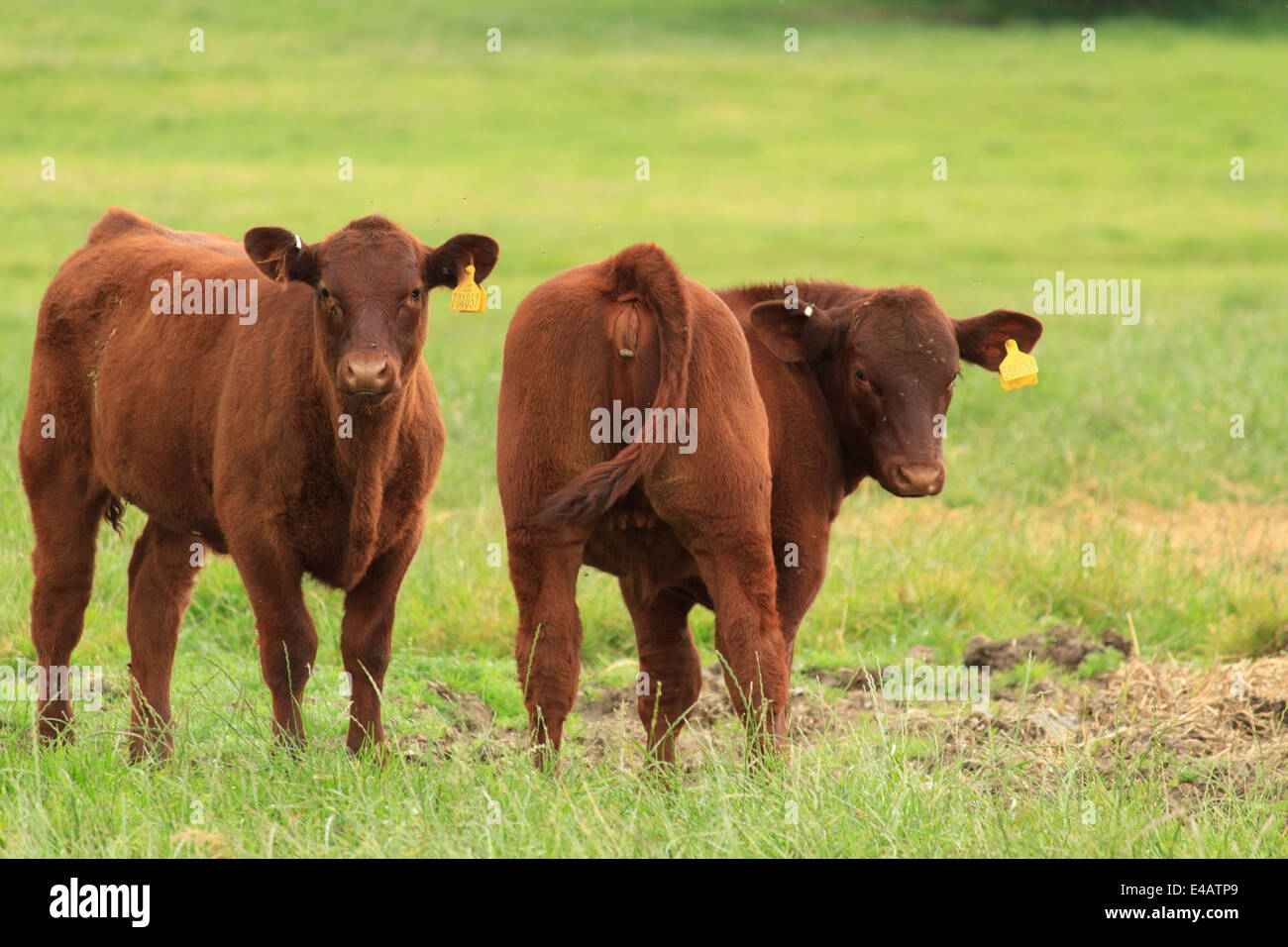 red cattle breed crossword red cattle breed crossword