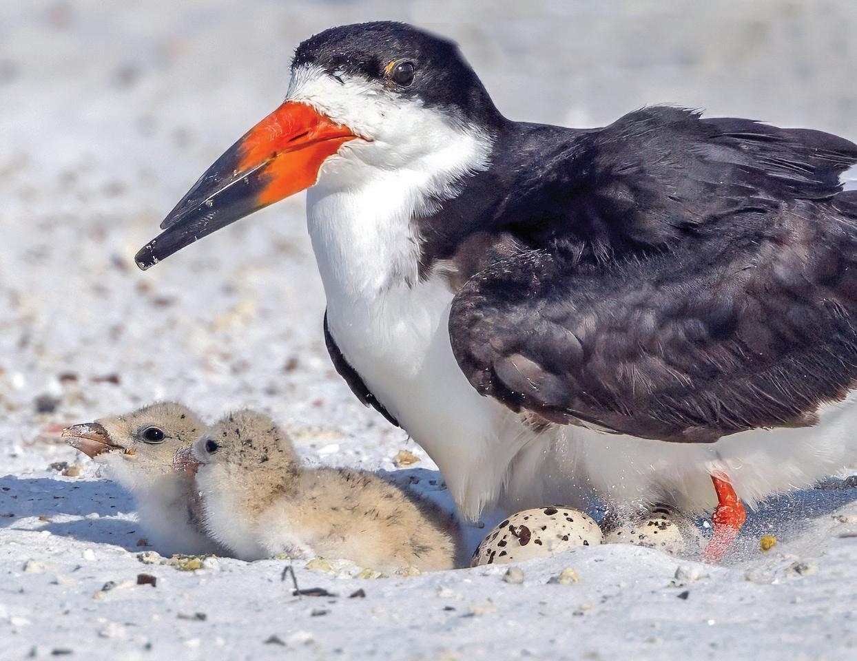 cousins of buntings crossword clue