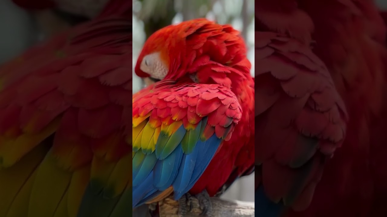 macaw crossword clue