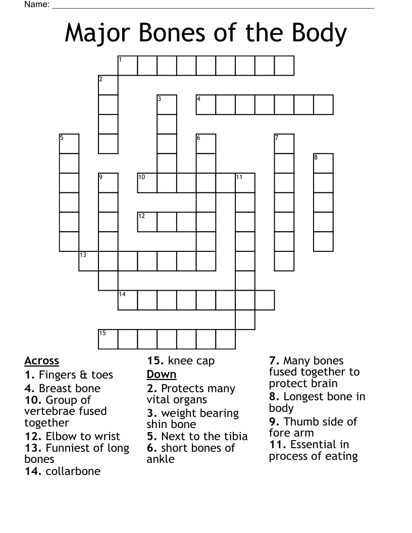 Major Bones Of The Body Crossword WordMint