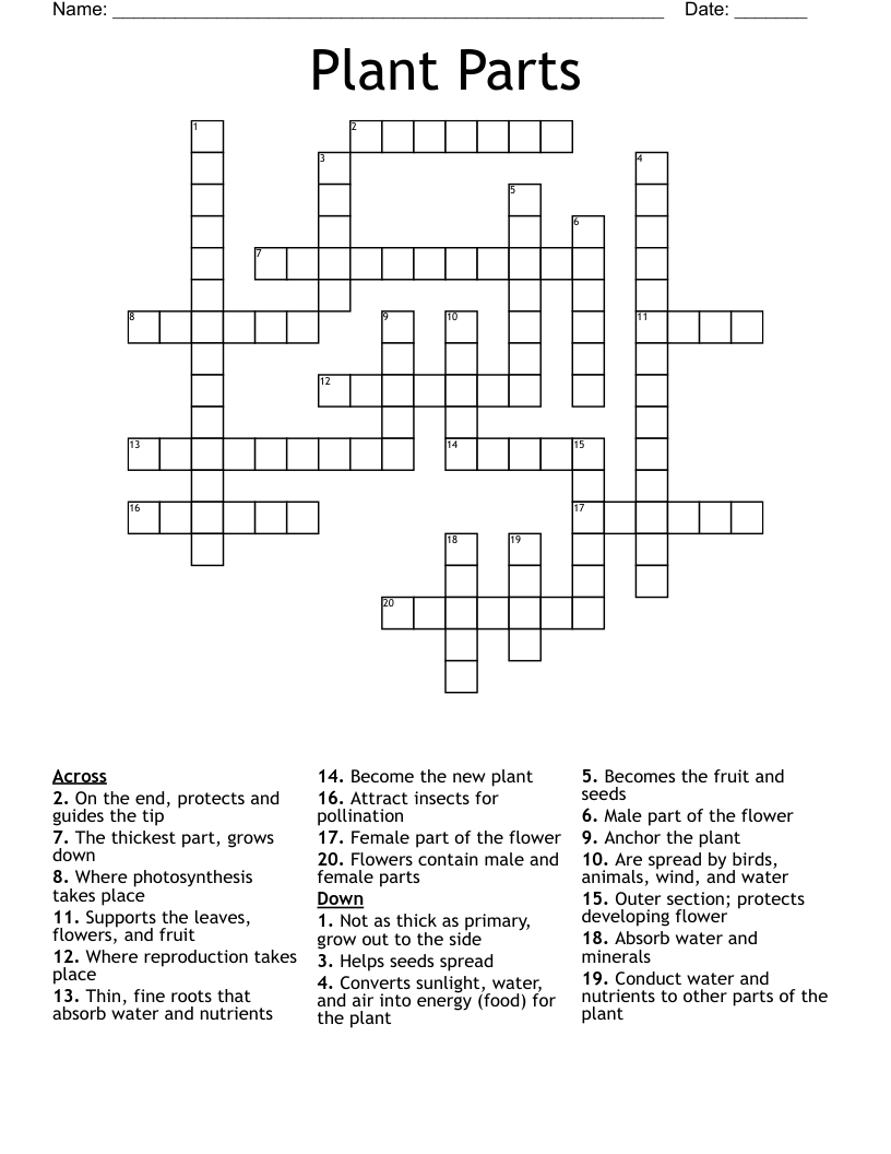 Male Flower Part Crossword Puzzle Clue Best Flower Site