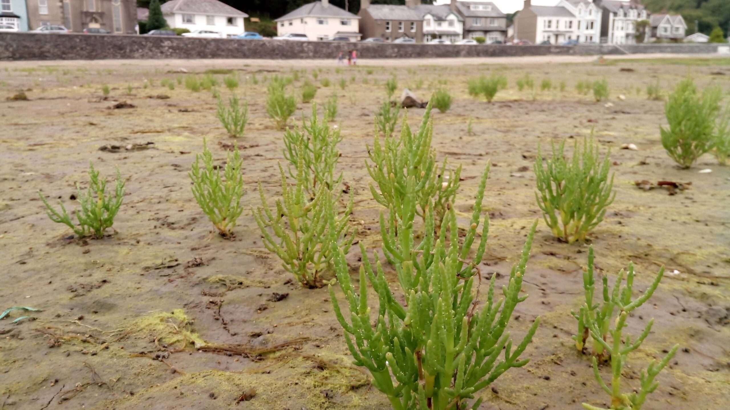 marsh plant crossword clue