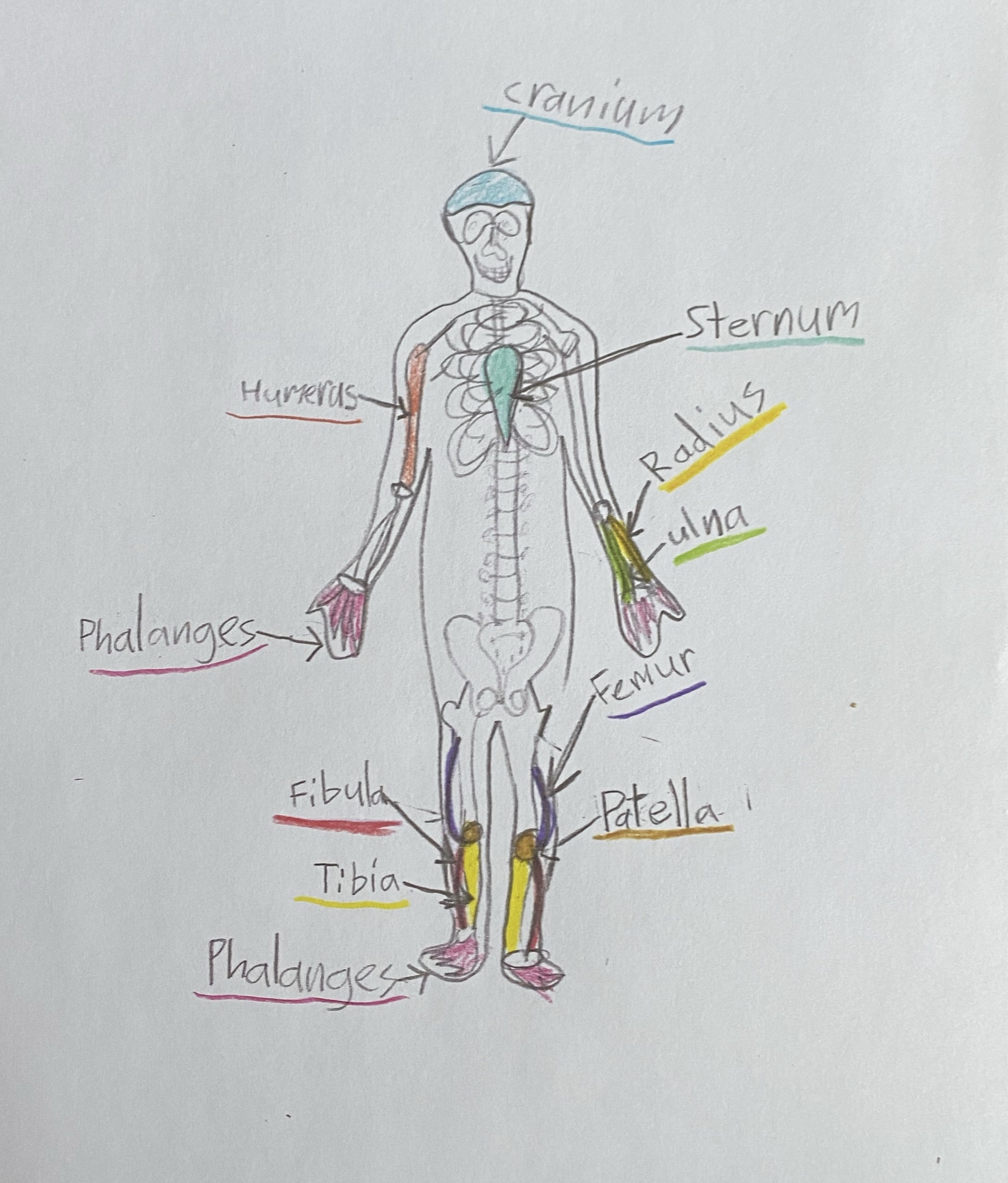 Medical Terminology Crossword For Kids Bones Of The Human Body