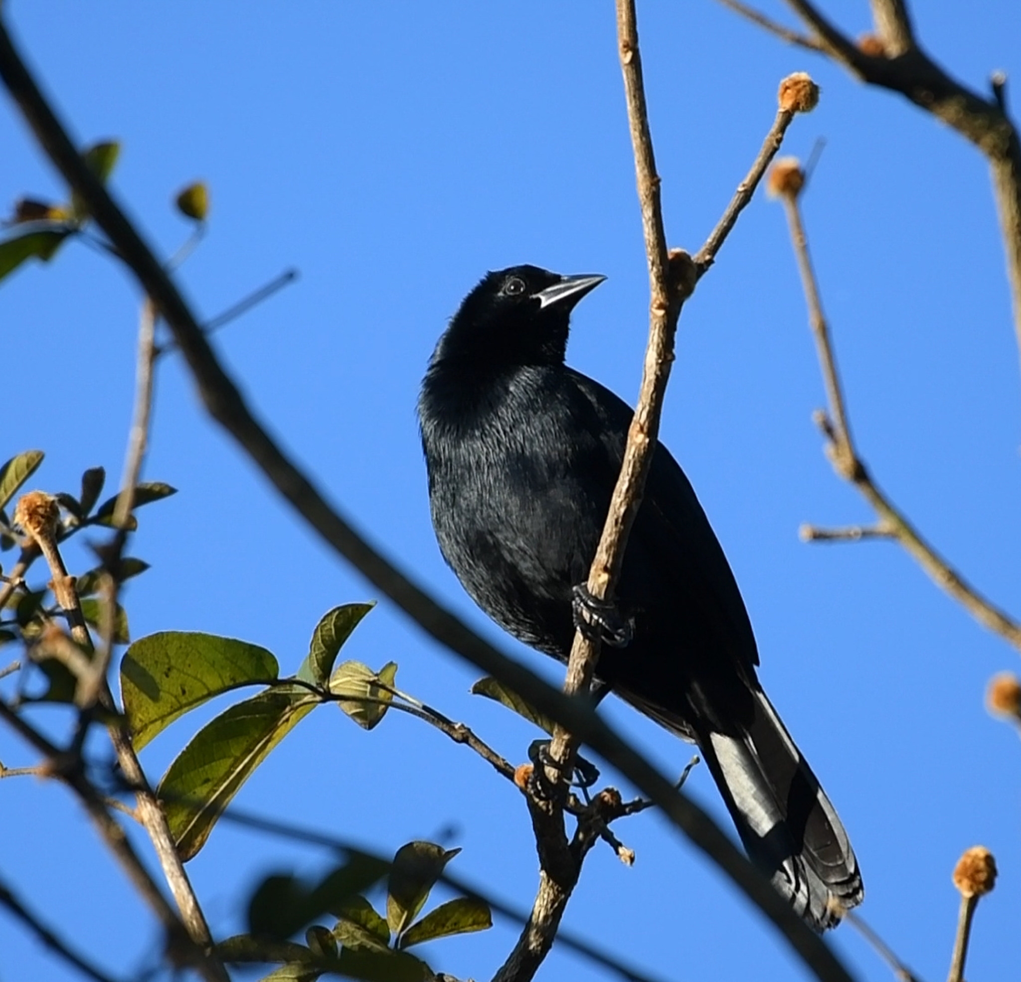 Melodious Blackbird Wikipedia