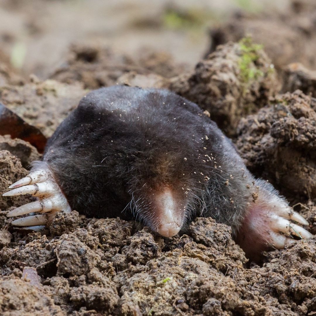 mole crossword clue mole crossword clue