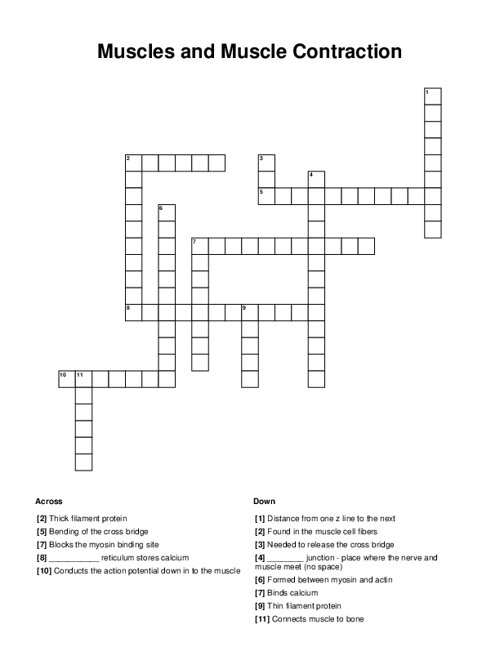 Muscles And Muscle Contraction Crossword Puzzle