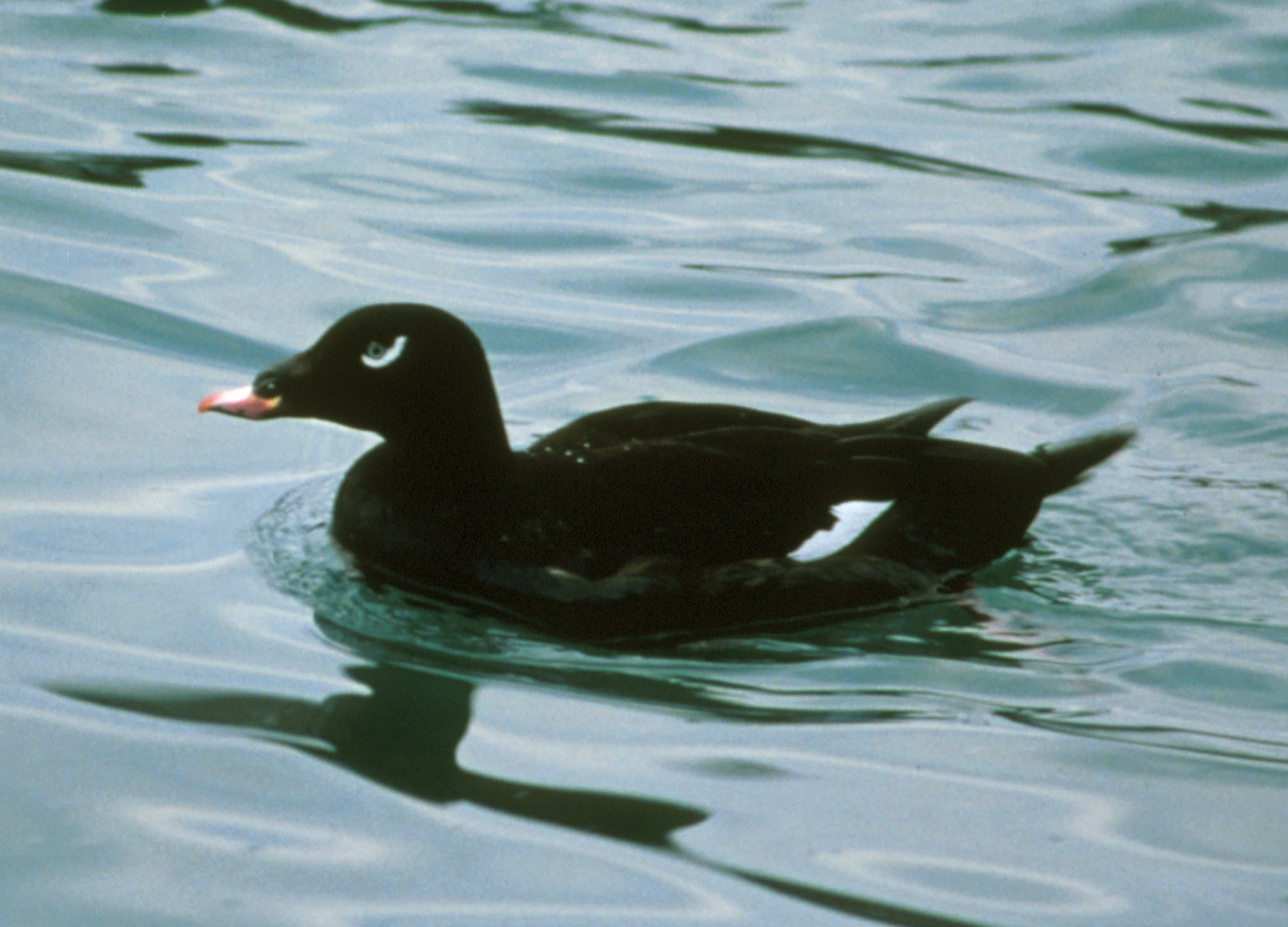 diving duck crossword clue