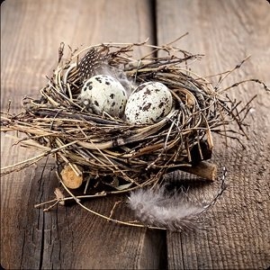 Nest Get Answers For One Clue Crossword Now