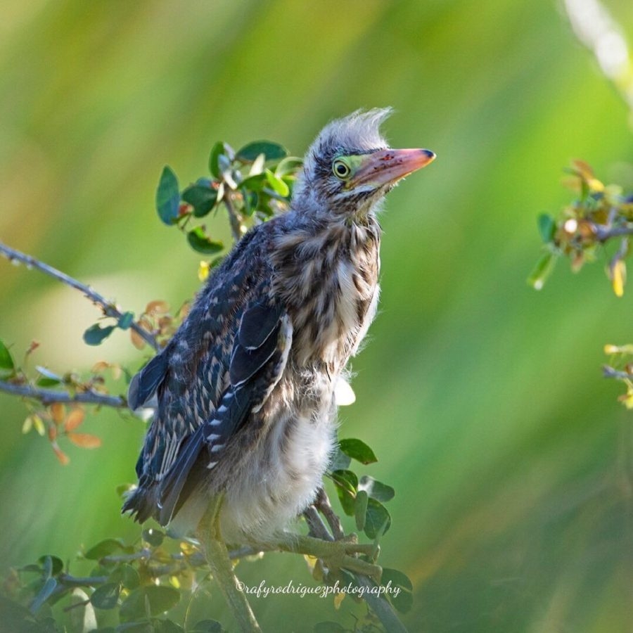 News Page 14 BirdsCaribbean
