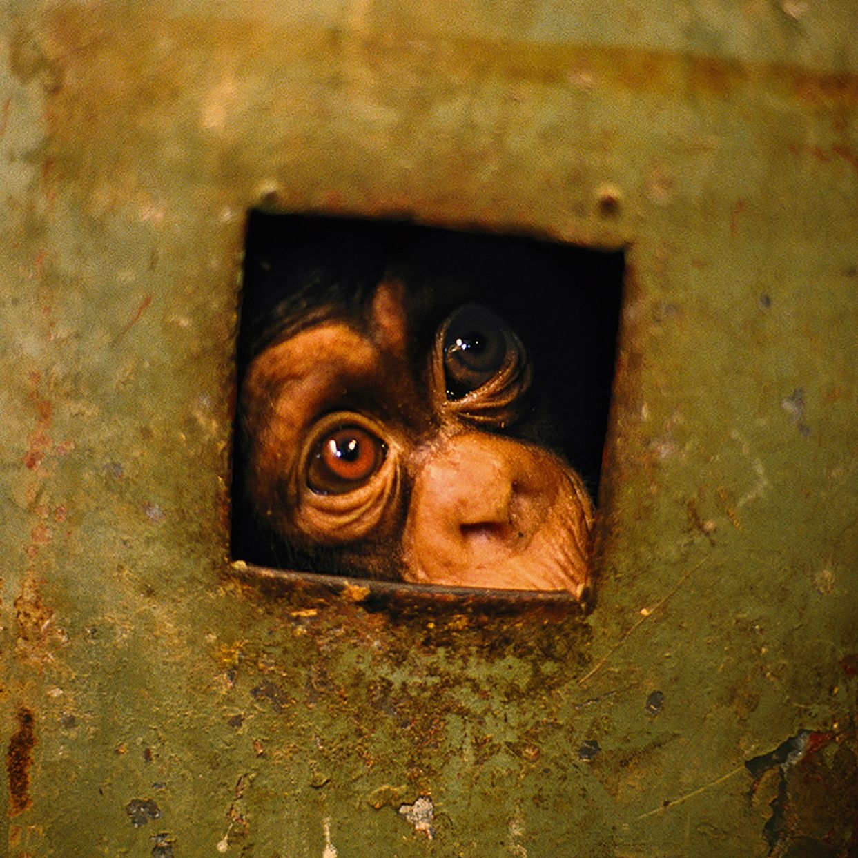 Nick Nichols s Arresting Intimacy With The Wild World The New Yorker