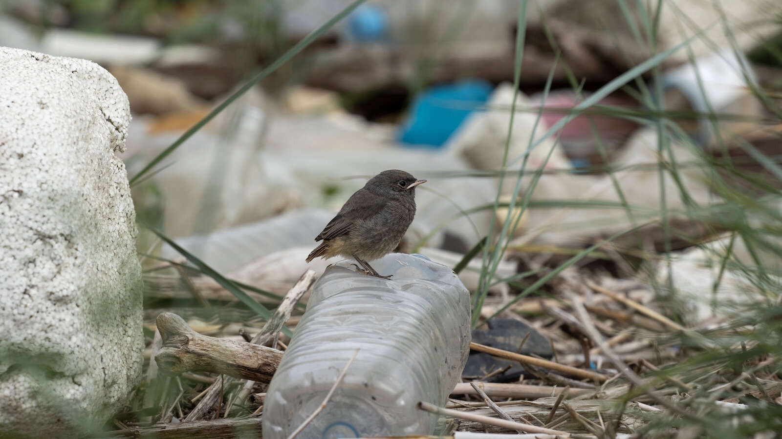 small songbirds crossword clue small songbirds crossword clue