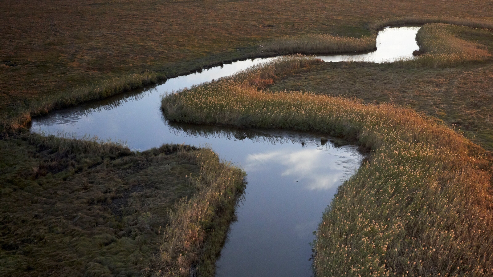 marshy area crossword clue