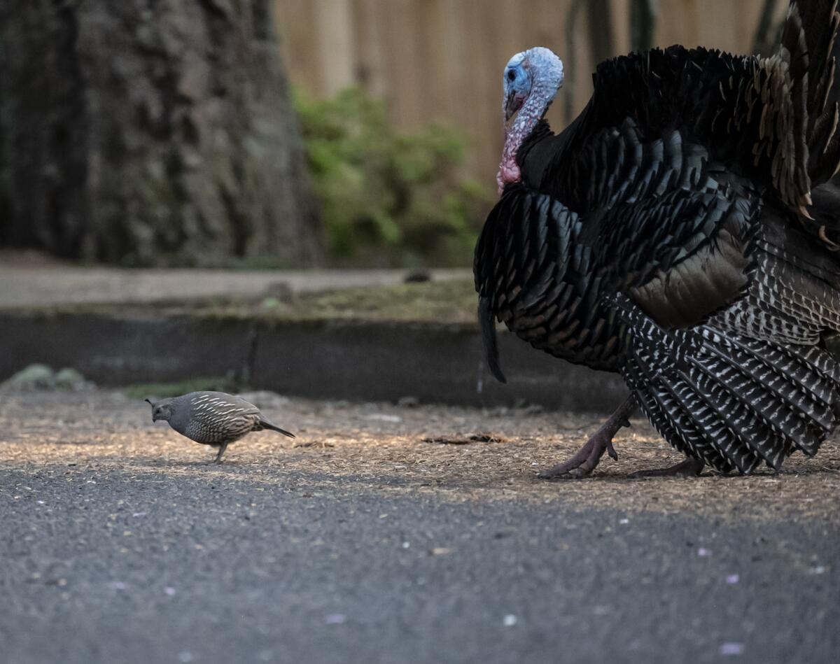 places to see turkeys crossword