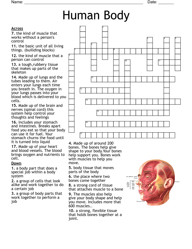 Ortho Crossword WordMint