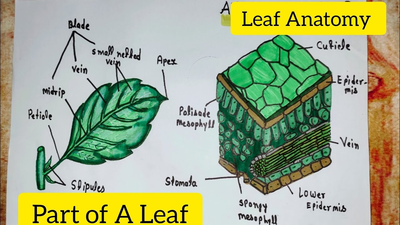 Part Of A Leaf Diagram Drawing Leaf Anatomy How To Draw A Leaf Science Diagram leaf YouTube