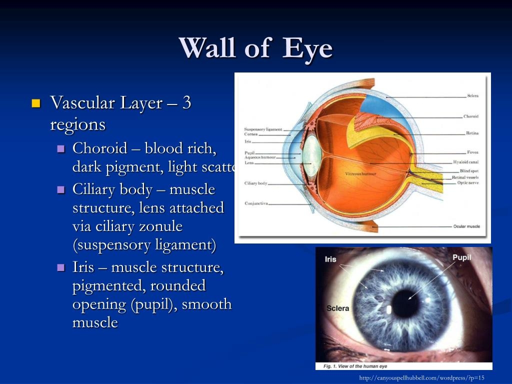 Part Of The Eye Crossword Clue 4 Letters Letters
