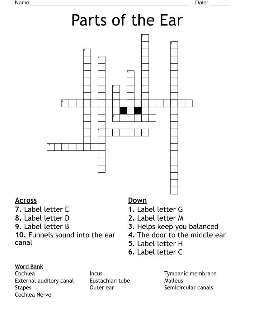 Parts Of The Ear Crossword WordMint