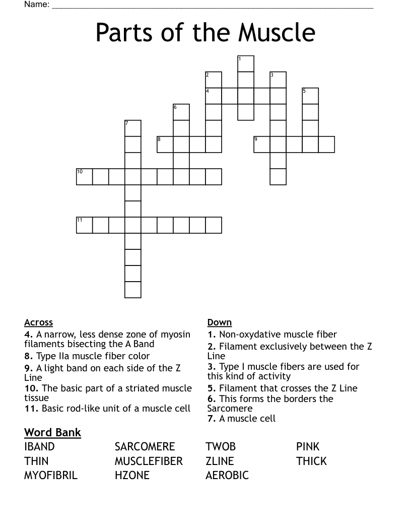 Parts Of The Muscle Crossword WordMint