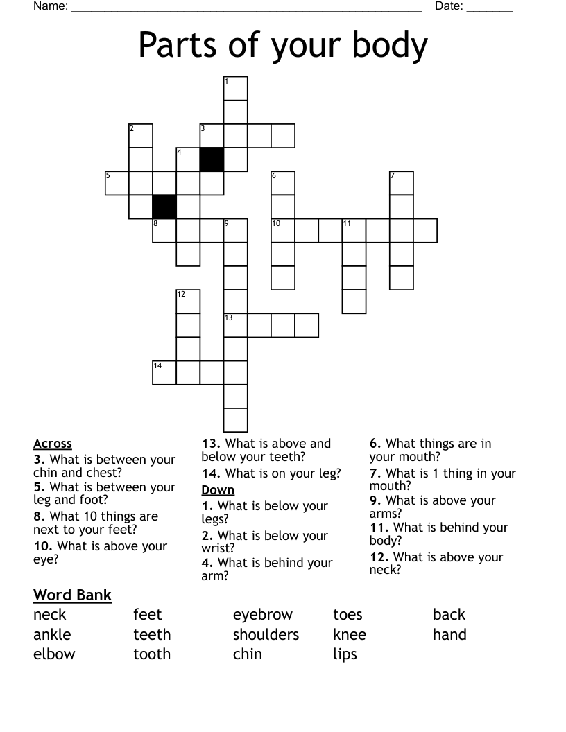 Parts Of Your Body Crossword WordMint
