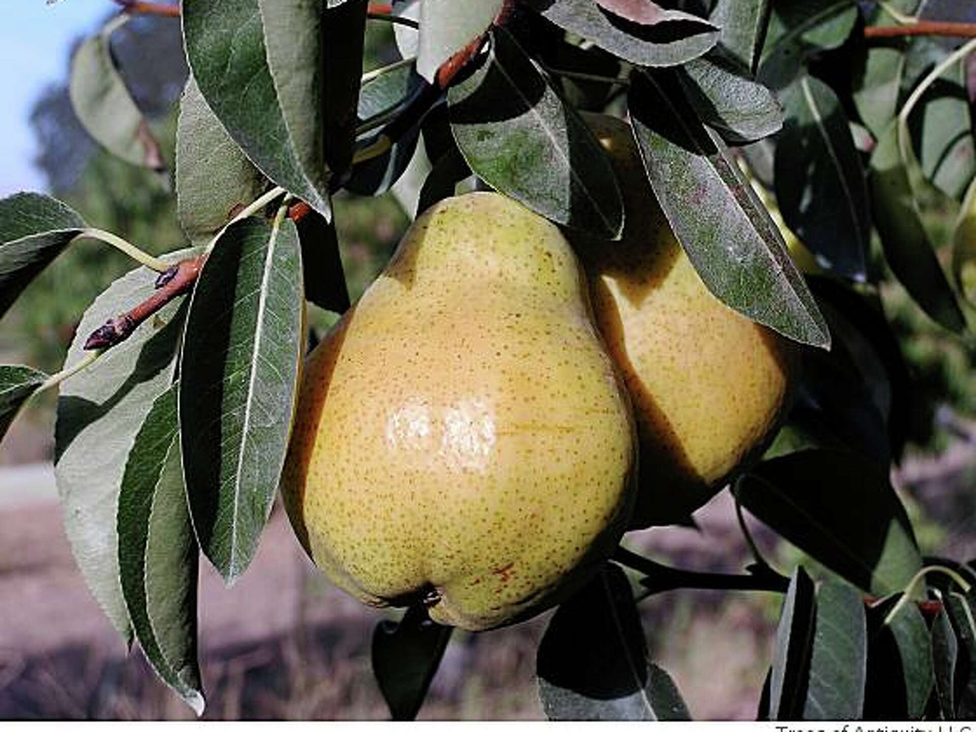 Pears Partner With Sweet Savory Dishes