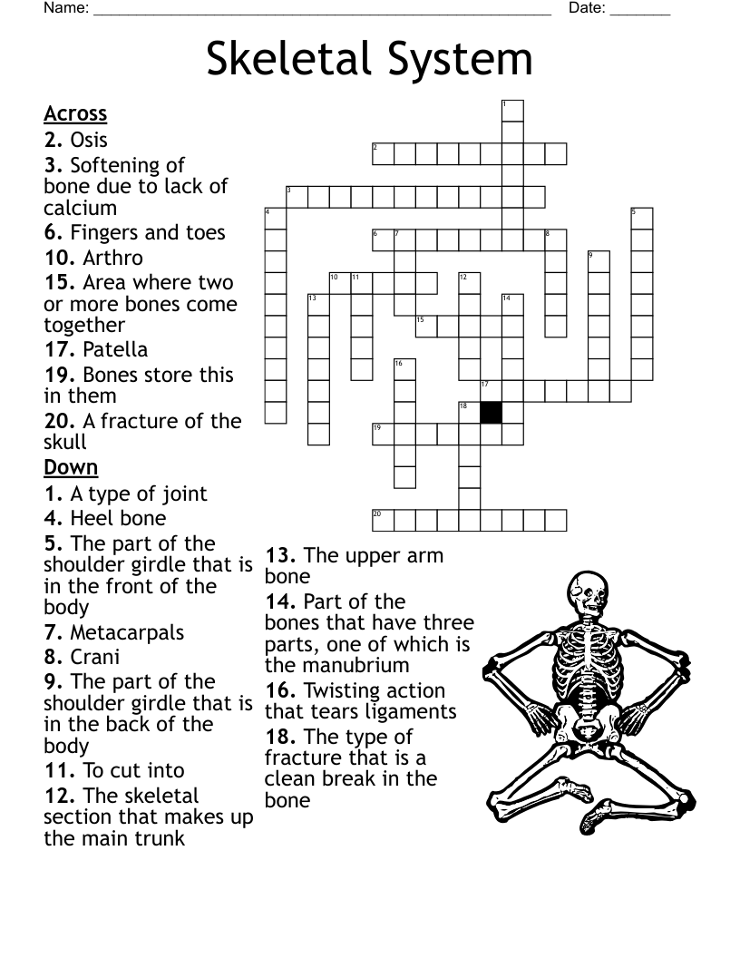 Pelvic And Pectoral Girdles Crossword WordMint
