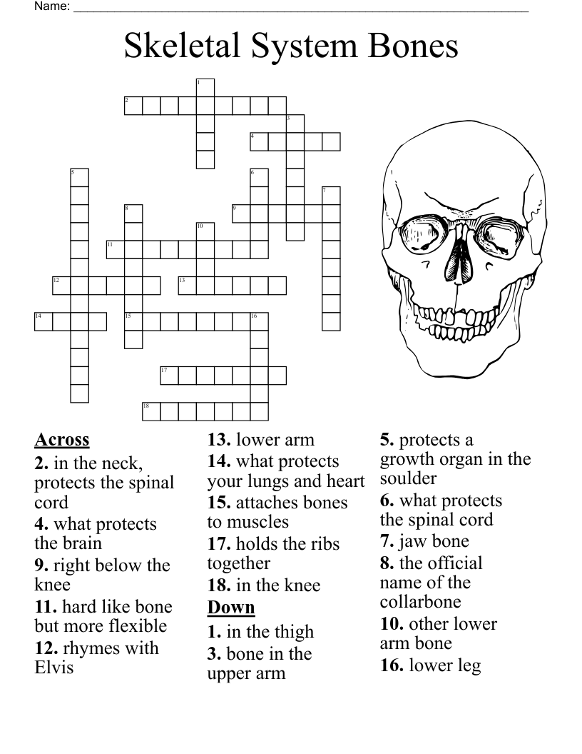 Pelvis Lumbar And Thoracic Spine Crossword WordMint Pelvis Lumbar And Thoracic Spine Crossword WordMint