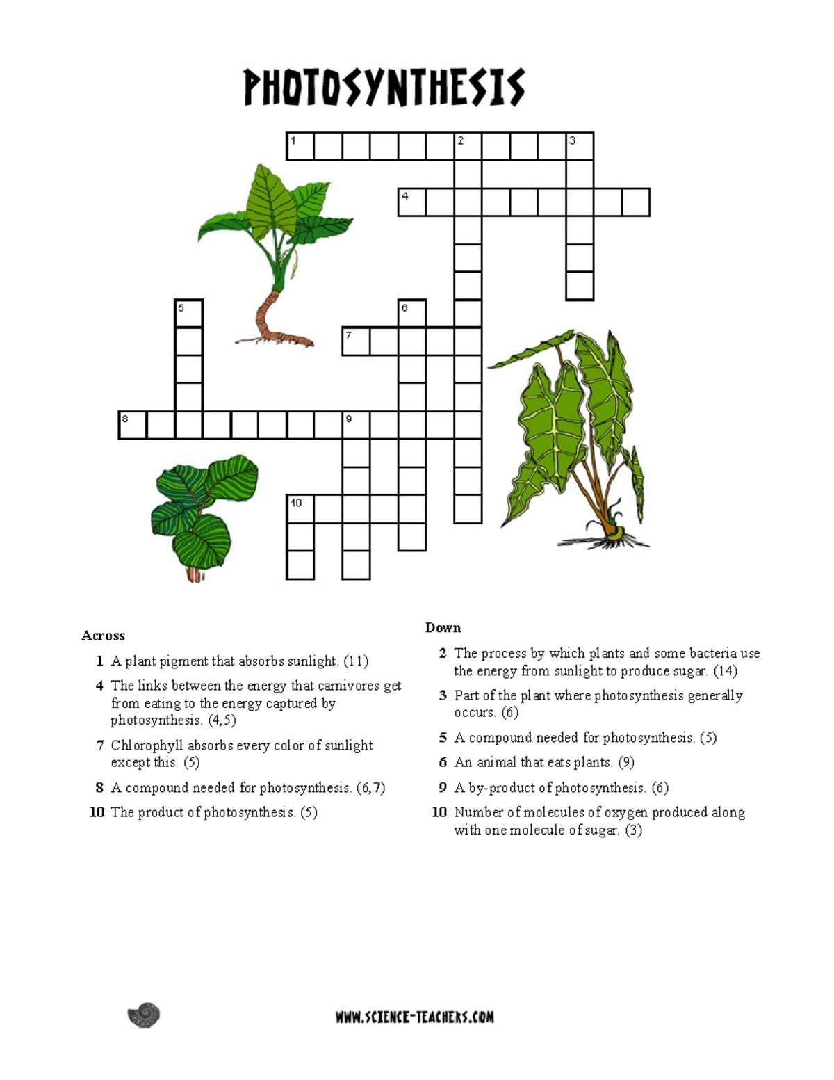 Photosynthesis Crossword Puzzle For Biology Course Studocu