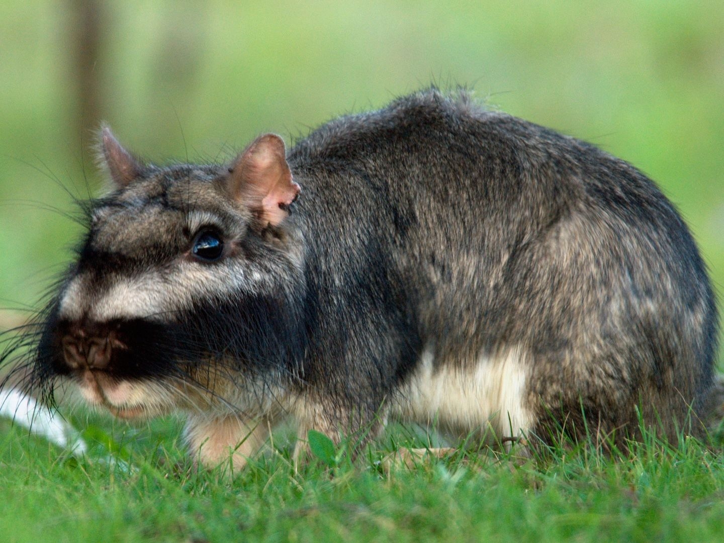 Plains Viscacha A Rodent That Builds Vast Underground Cities And Ovulates More Than Any Other Mammal Live Science