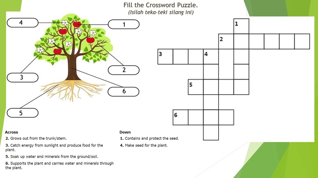 Plant Parts Crossword Puzzle For Grade 3 YouTube