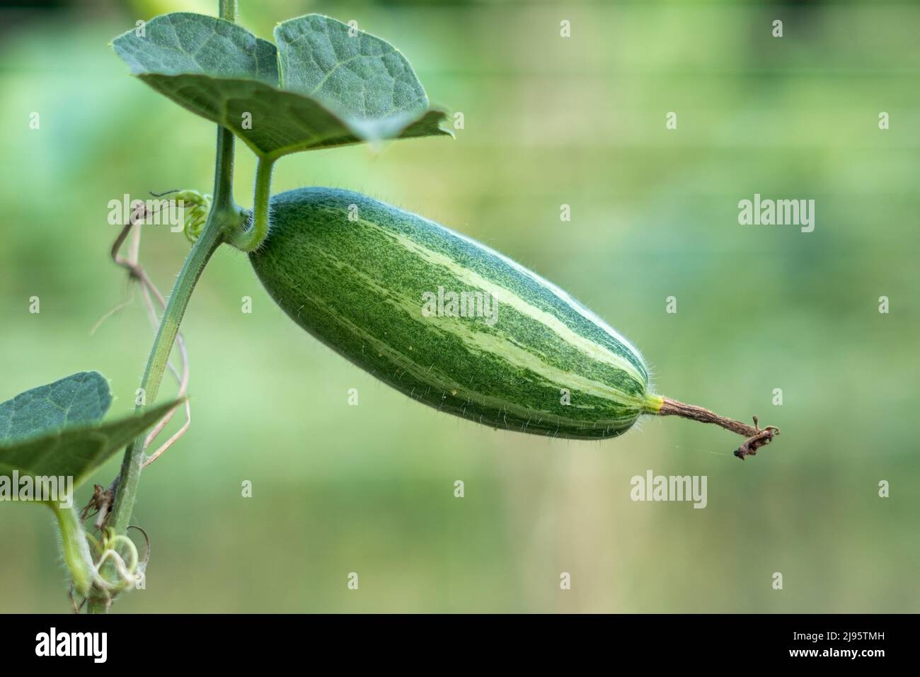 pointed arch crossword clue pointed arch crossword clue